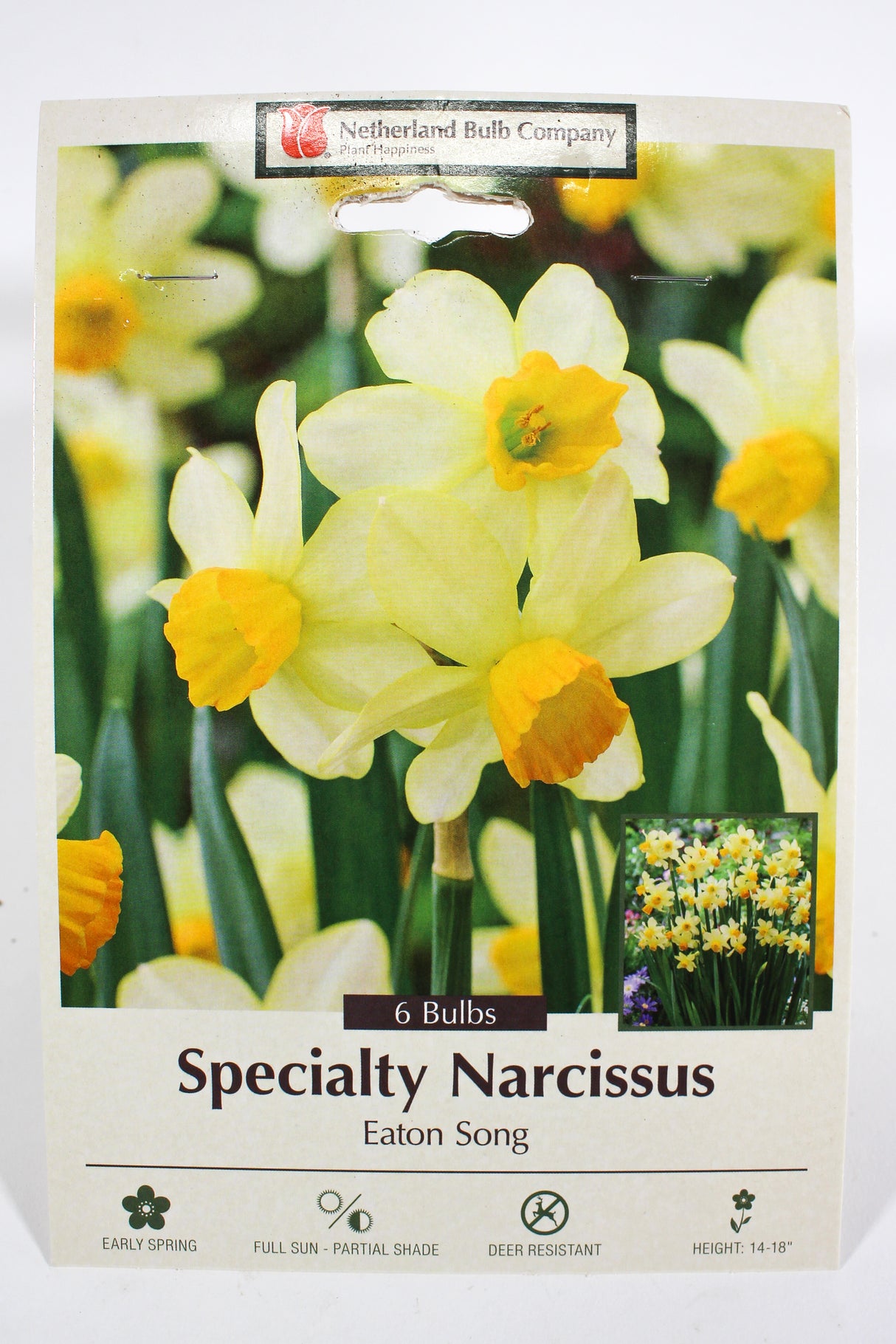 Narcissus 'Eaton Song' - Bulbs