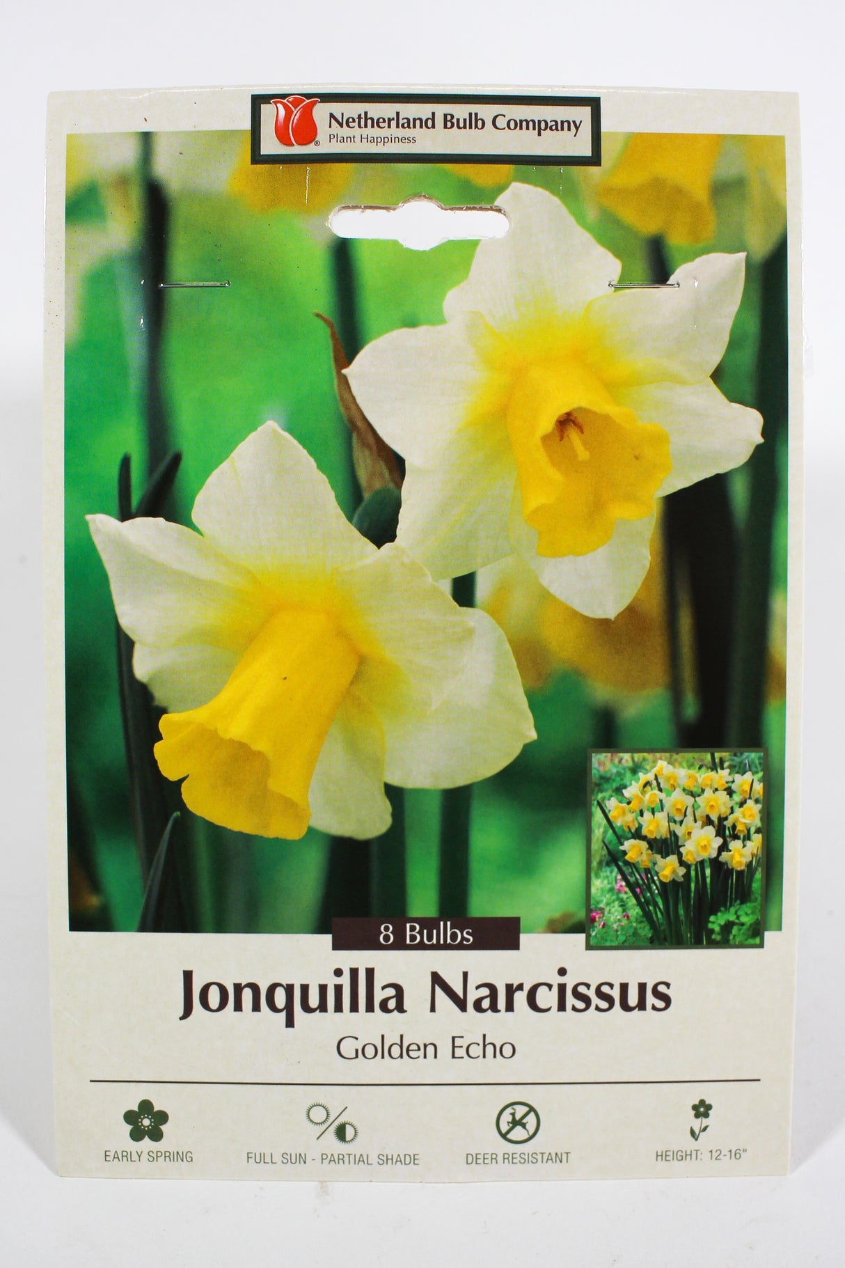 Narcissus 'Golden Echo' - Bulbs