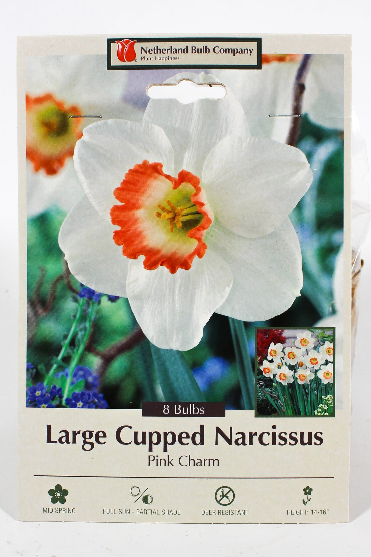 Narcissus 'Pink Charm' - Bulbs