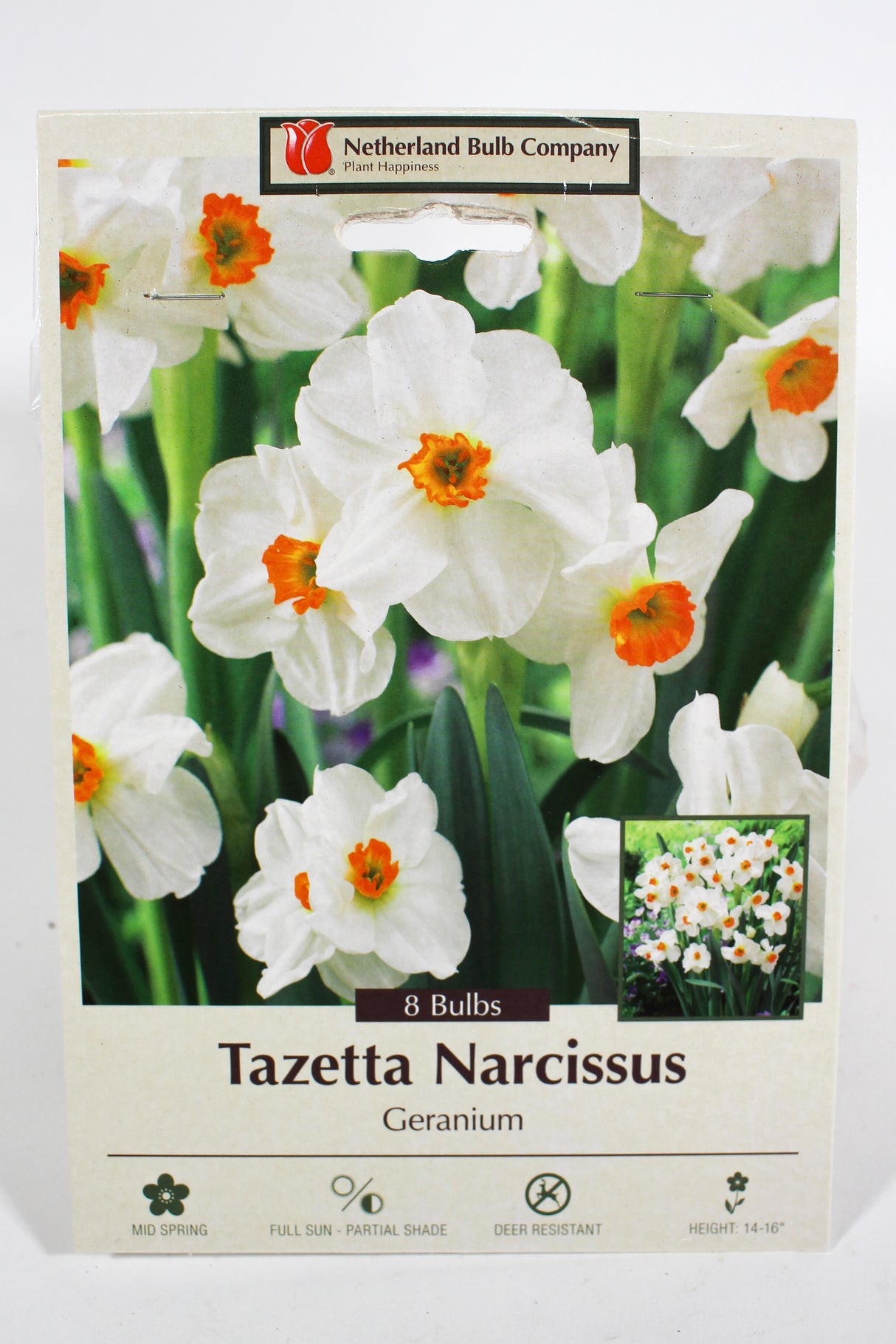 Narcissus 'Geranium' - Bulbs