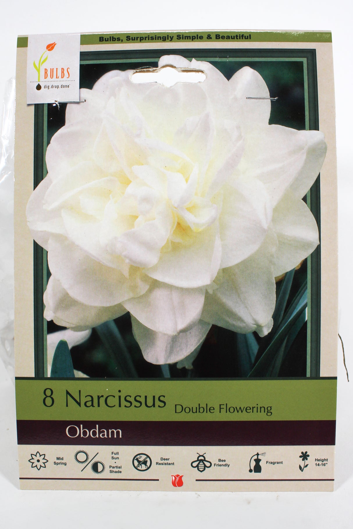 Narcissus 'Obdam' - Bulbs