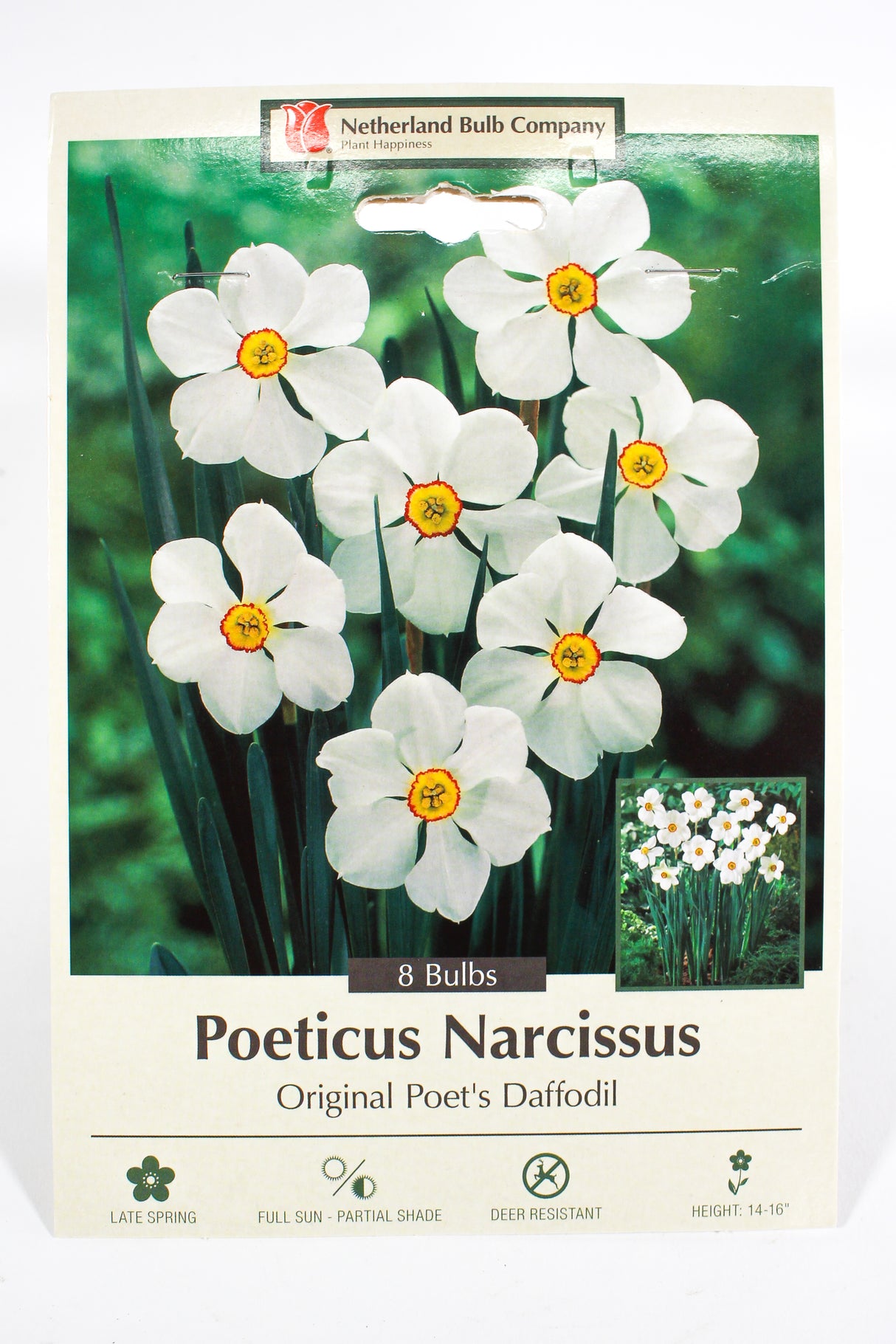 Narcissus 'Original Poet's Daffodil' - Bulbs