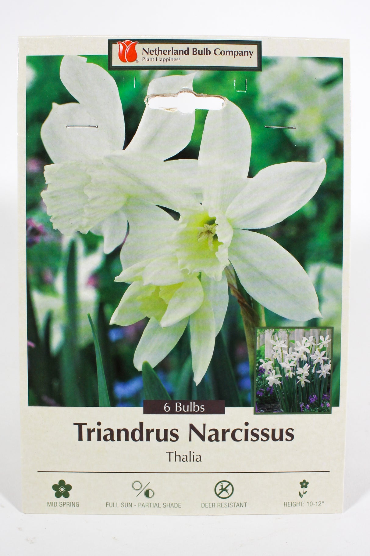 Narcissus 'Thalia' - Bulbs