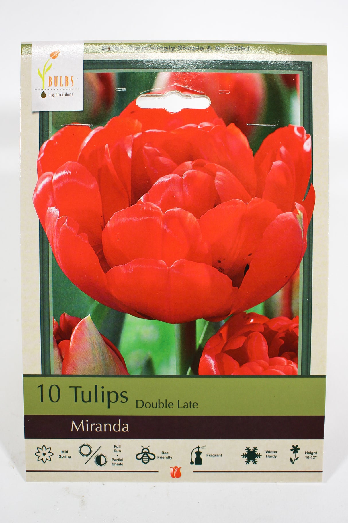 Tulip 'Miranda' - Bulbs