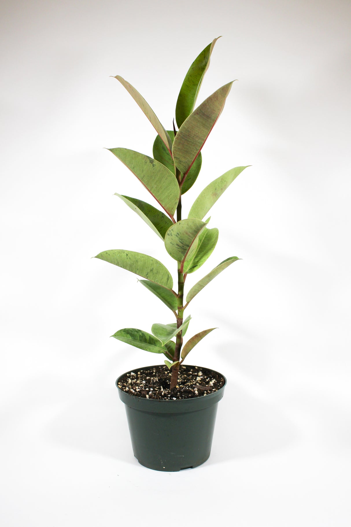 Ficus elastica 'Shivereana'