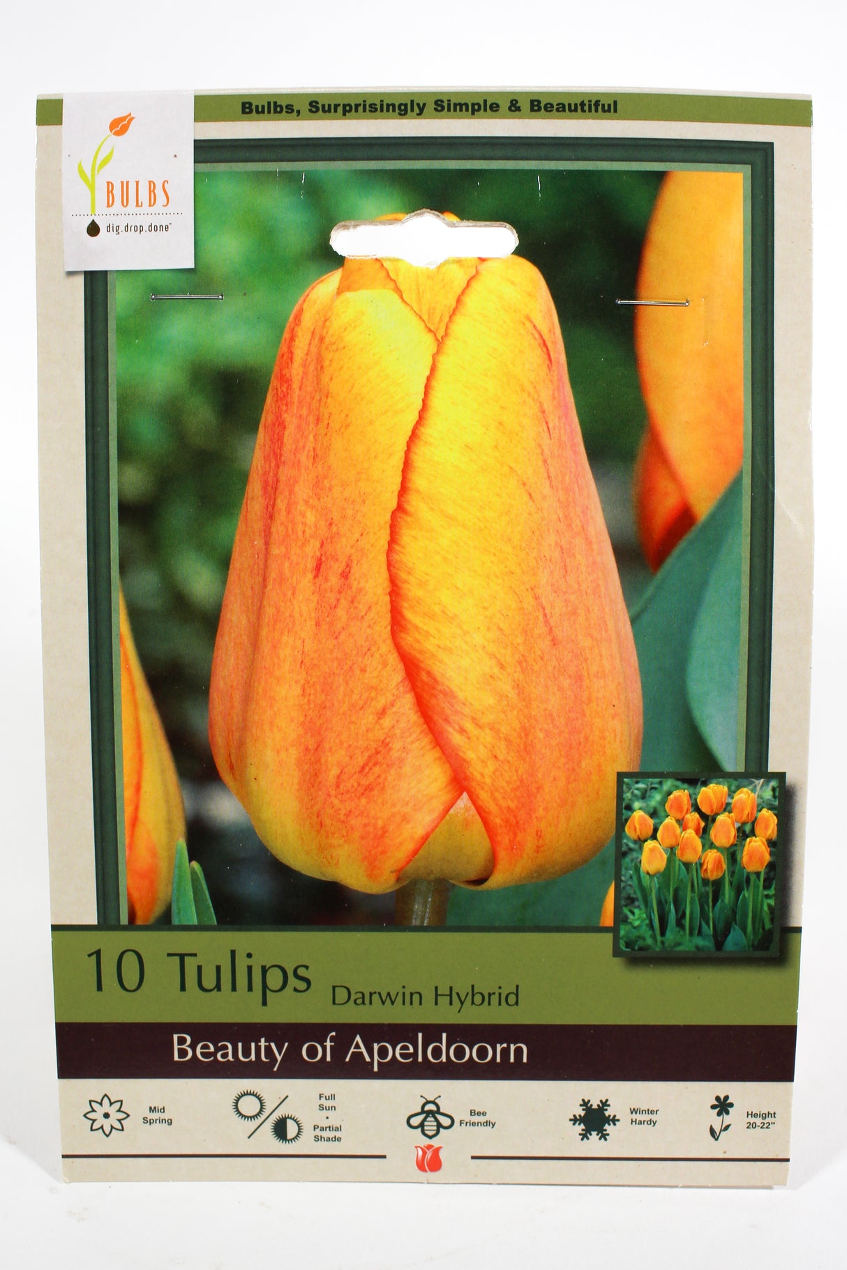 Tulip 'Beauty of Apeldoorn' - Bulbs