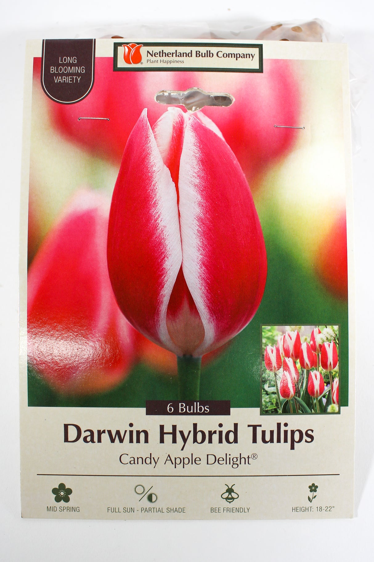 Tulip 'Candy Apple Delight®' - Bulbs