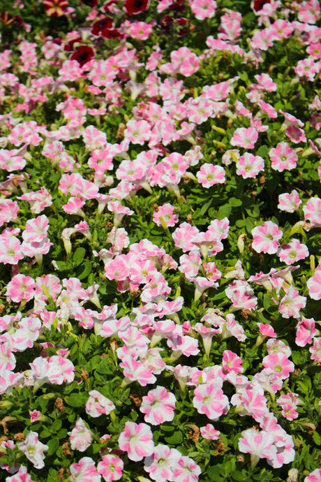 Petunia 'Surfinia® Heartbeat'