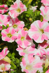 Petunia 'Surfinia® Heartbeat'