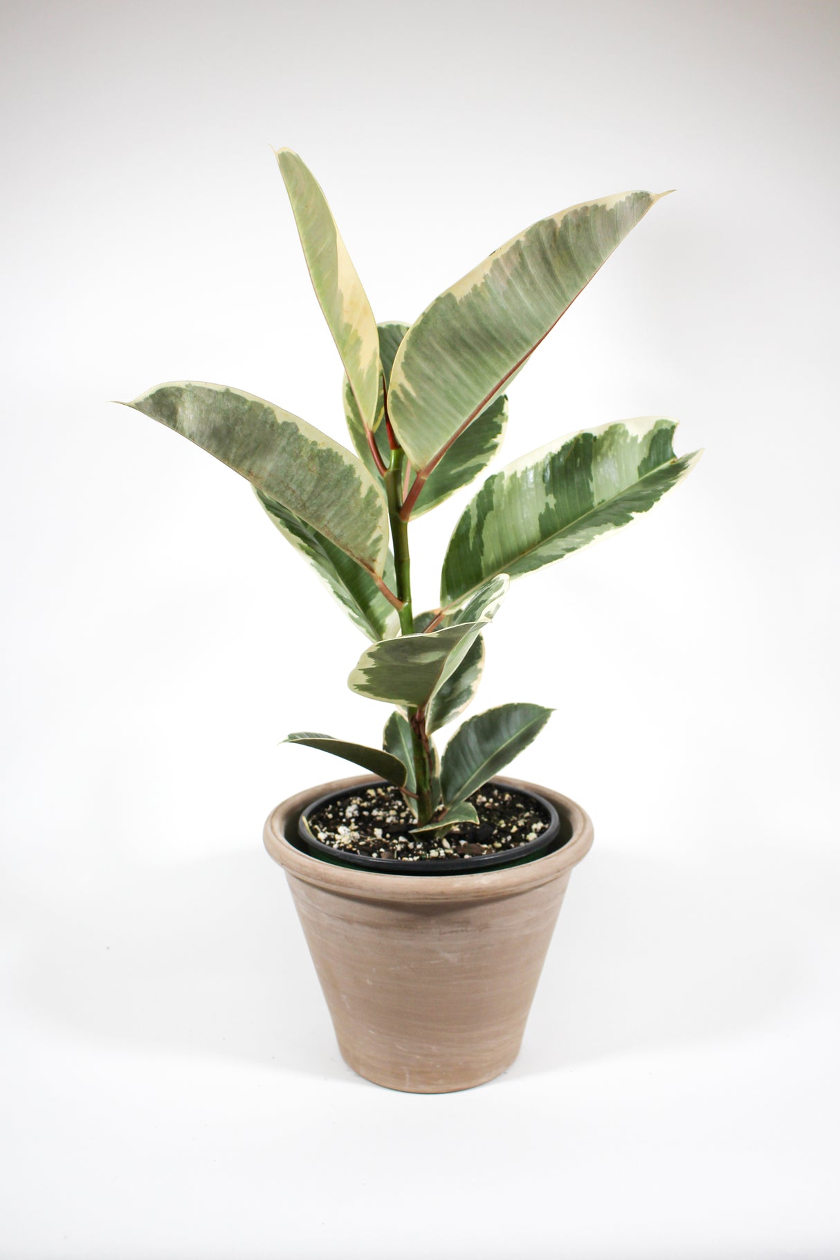 Ficus Elastica 'Tineke' - Rubber Plant