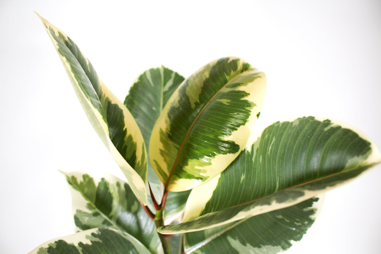 Ficus Elastica 'Tineke' - Rubber Plant