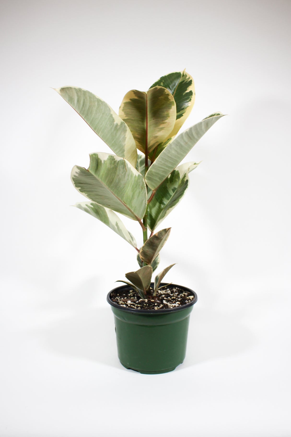 Ficus Elastica 'Tineke' - Rubber Plant