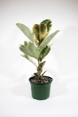 Ficus Elastica 'Tineke' - Rubber Plant