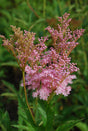 Filipendula rubra 'Venusta'