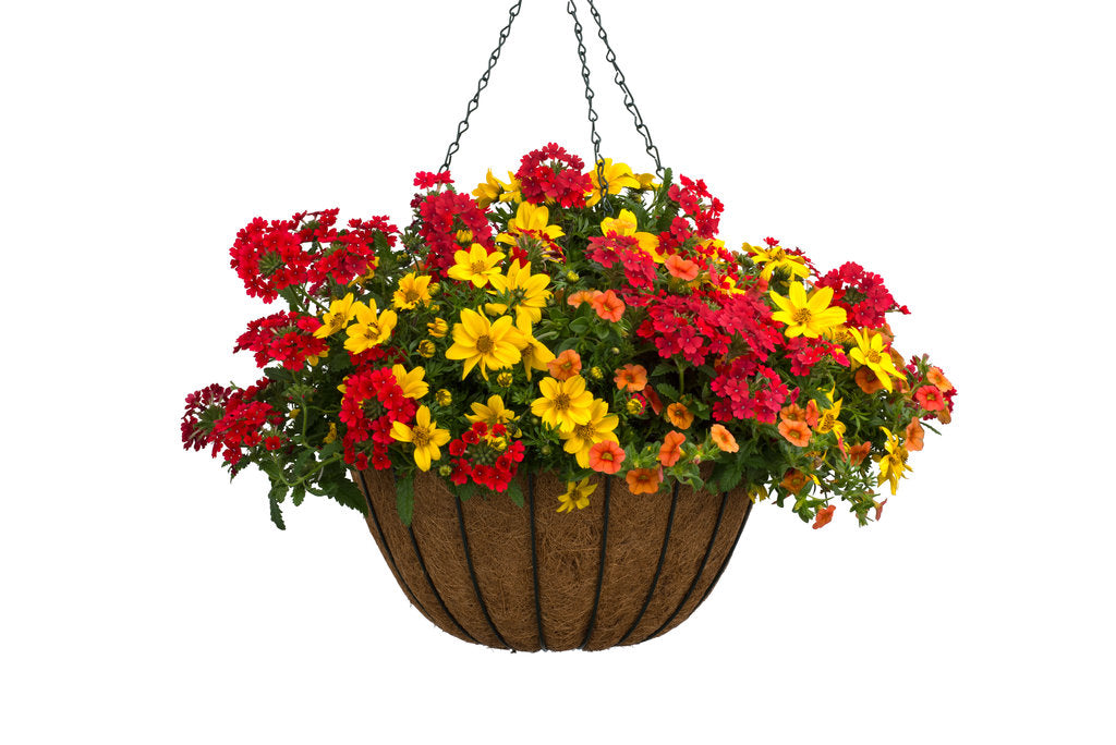 Proven Winners® 'Fired Up' Combination Kit