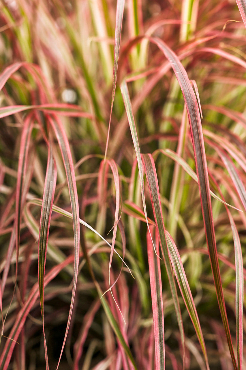 Pennisetum setaceum Graceful Grasses® 'Fireworks'