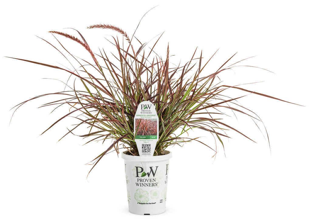 Proven Winners Graceful Grasses Fireworks Fountain Grass - Thumbnail 3