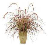 Pennisetum setaceum Graceful Grasses® 'Fireworks' in decorative pot