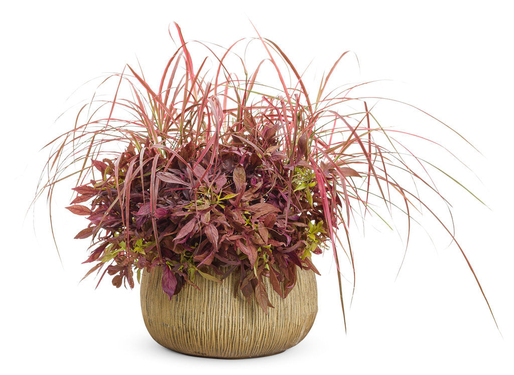 Proven Winners Graceful Grasses Fireworks Fountain Grass - Thumbnail 2