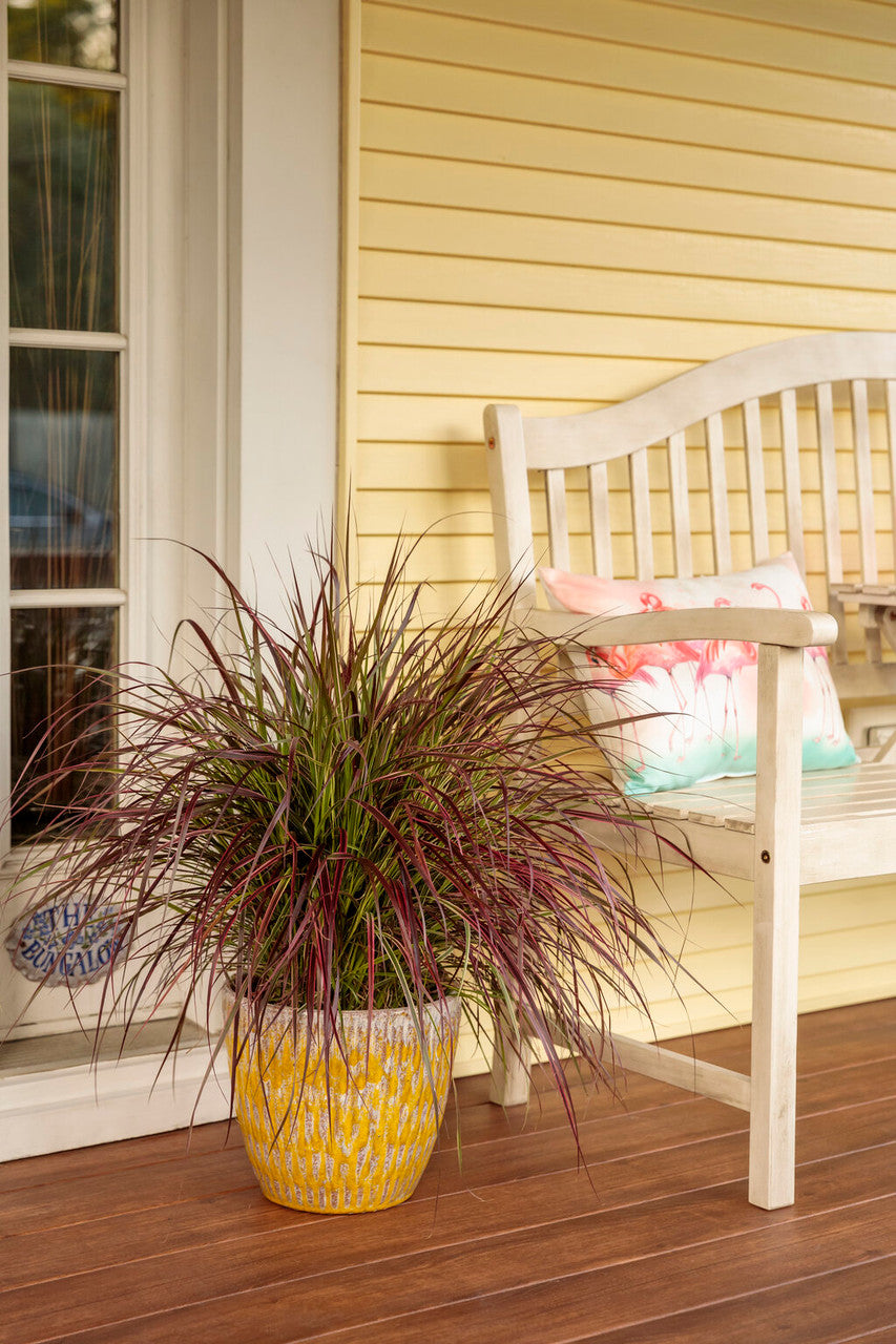 Proven Winners Graceful Grasses Fireworks Fountain Grass - Thumbnail 5
