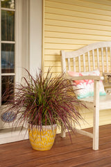 Pennisetum setaceum Graceful Grasses® 'Fireworks'