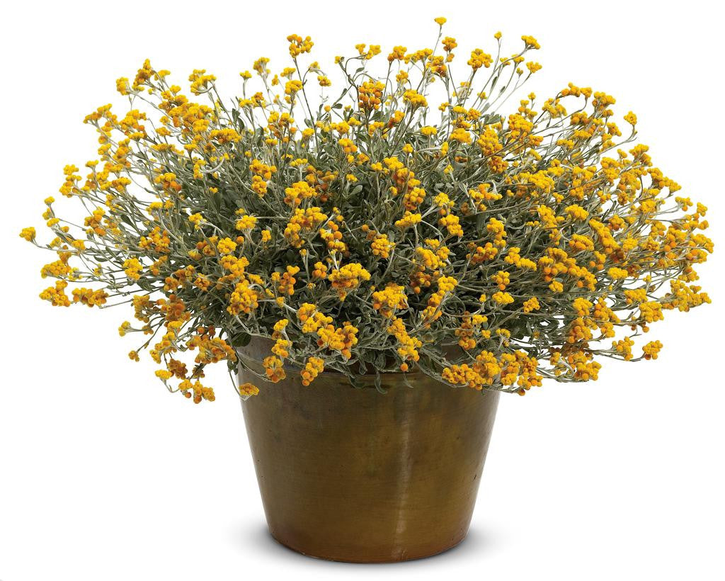 Chrysocephalum apiculatum 'Flambe® Yellow'