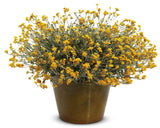 Chrysocephalum apiculatum 'Flambe® Yellow'