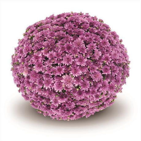 Chrysanthemum 'Belgian Mums® Fonti Dark Pink'