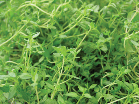Thyme - French (Herb)