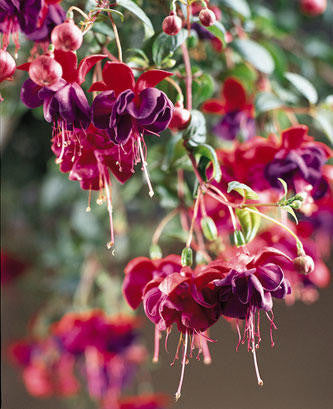 Fuchsia hybrid 'Dark Eyes'