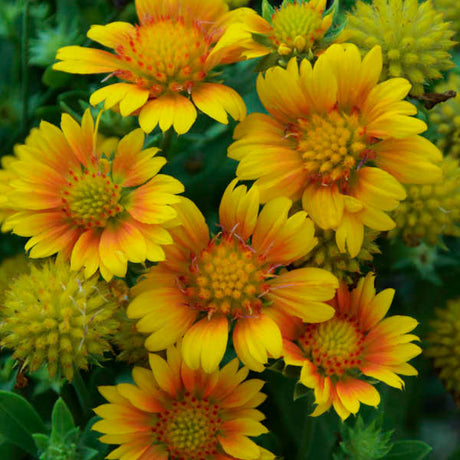 Gaillardia aristata 'Arizona Apricot'