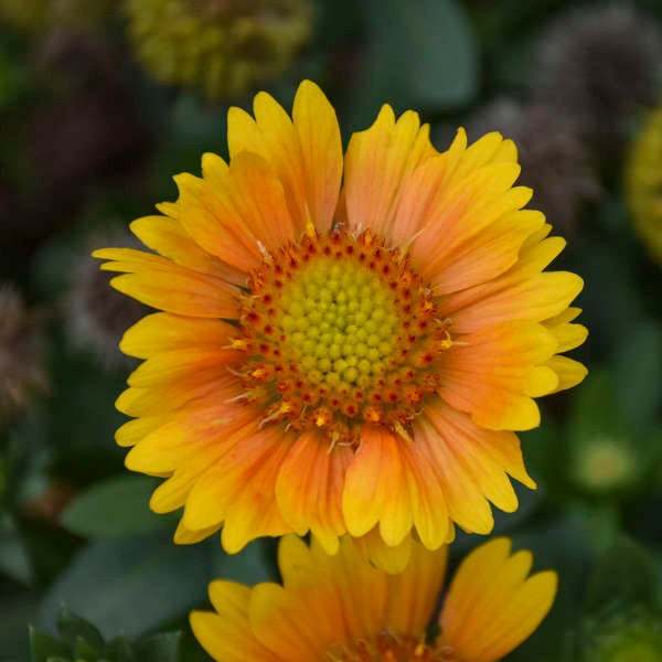 Gaillardia aristata 'Arizona Apricot'