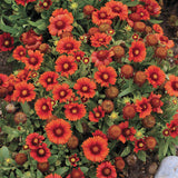 Gaillardia aristata 'Arizona Red Shades'