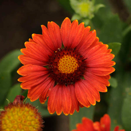 Gaillardia aristata 'Arizona Red Shades'