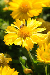 Gaillardia x grandiflora 'Mesa™ Yellow'