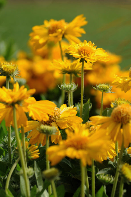 Gaillardia x grandiflora 'Mesa™ Yellow'