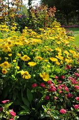 Gaillardia x grandiflora 'Mesa™ Yellow'