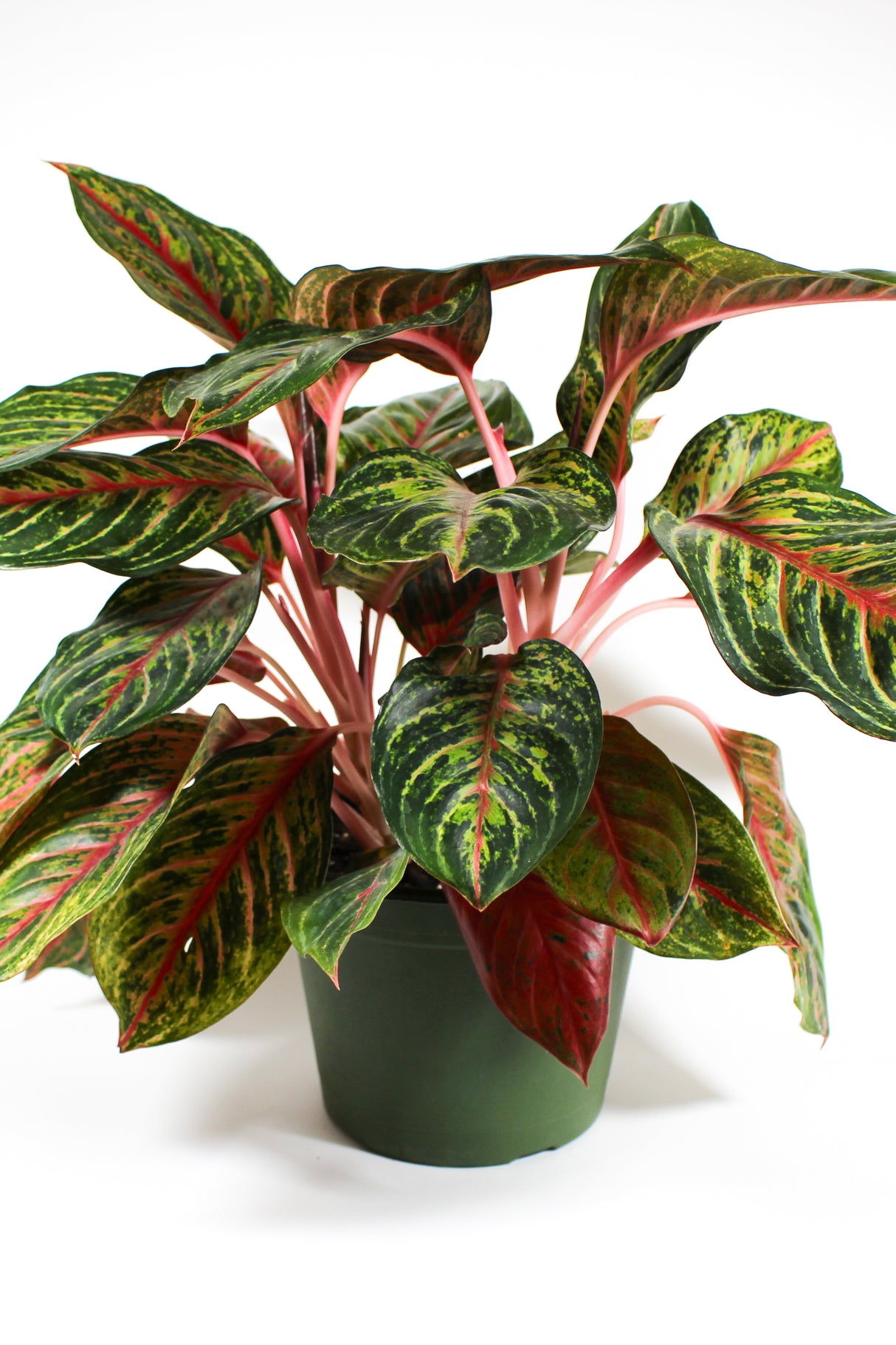 Aglaonema 'Garnet Coltrane'