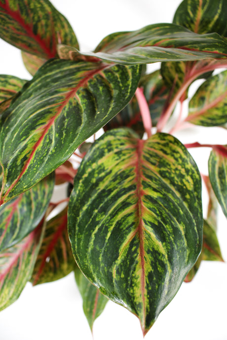 Aglaonema 'Garnet Coltrane'