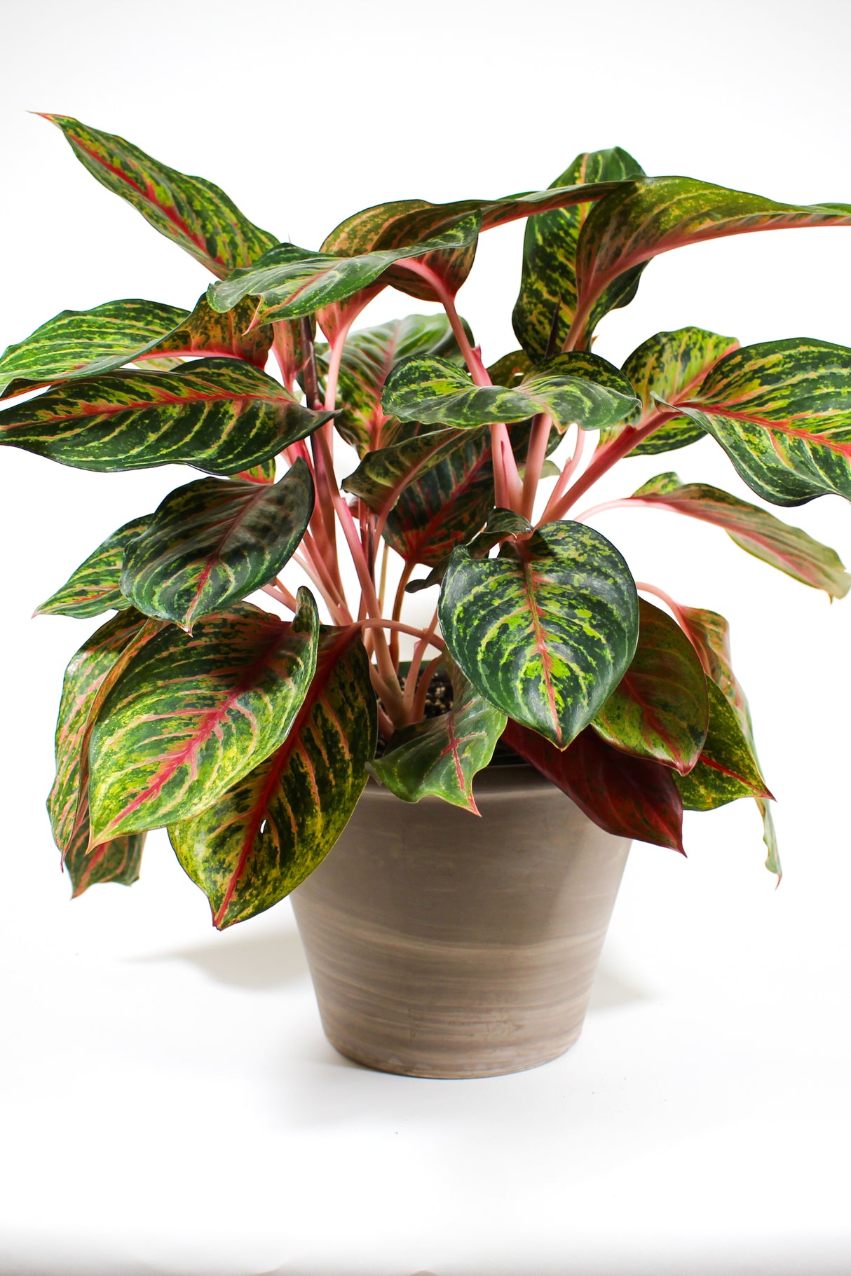 Aglaonema 'Garnet Coltrane'