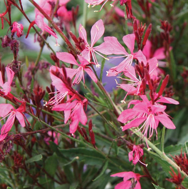 Gaura lindheimeri 'Siskiyou Pink'