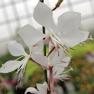 Gaura lindheimeri 'Whirling Butterflies' – Romence Gardens & Greenhouses