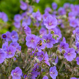 Geranium pratense 'Boom Chocolatta' flowers