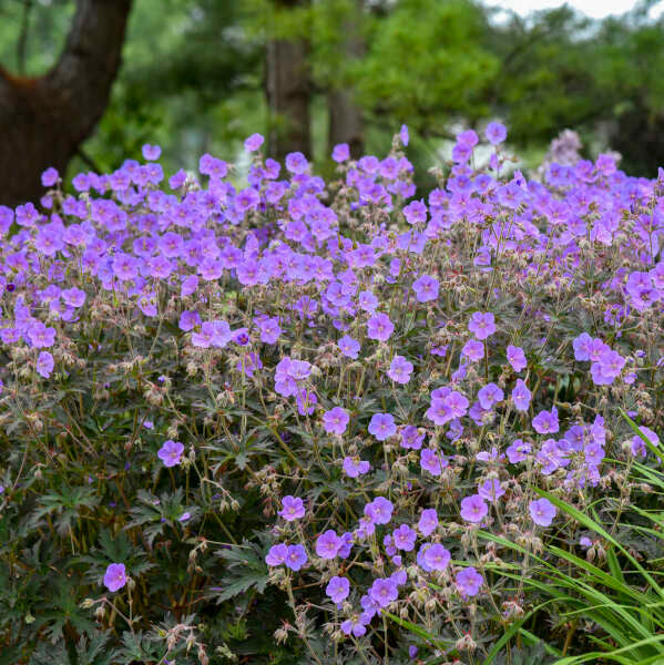 Geranium pratense 'Boom Chocolatta'