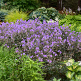 Geranium pratense 'Boom Chocolatta'