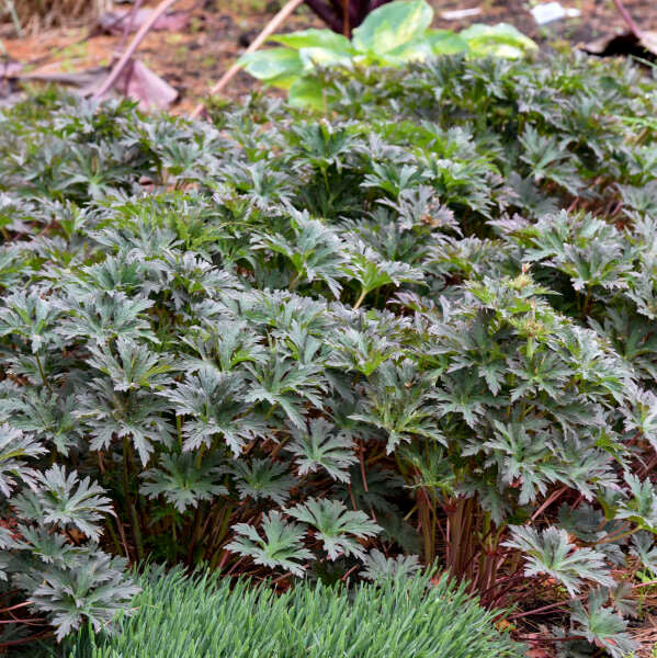 Geranium pratense 'Boom Chocolatta' foliage