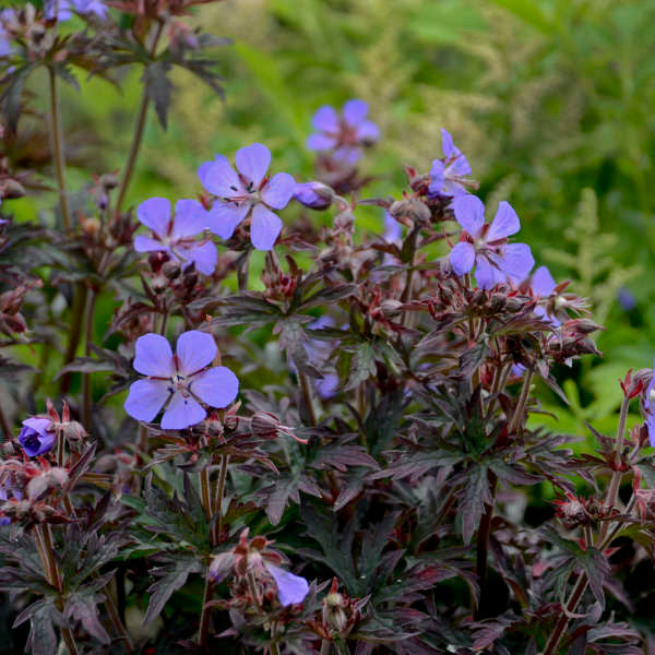 Geranium pratense 'Dark Reiter'