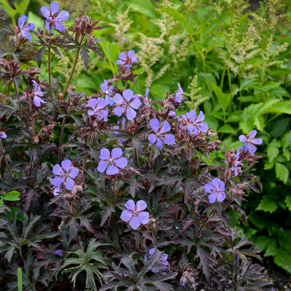 Geranium pratense 'Dark Reiter'