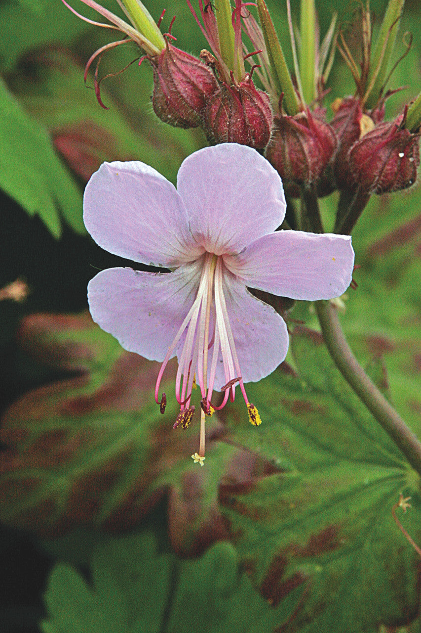 Romence Gardens Geranium macrorrhizum