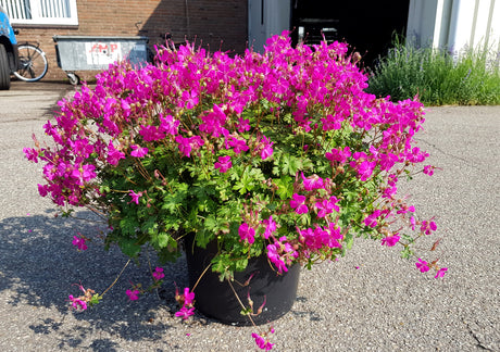 Geranium x cantabrigiense 'Intense'